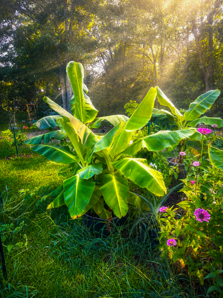Banana plants in the garden